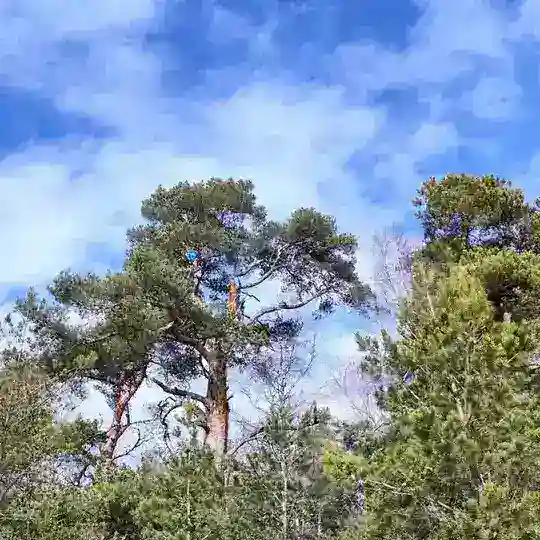 Ярмарка СНТ Красногорское🌲🍄🟫🍇🍓