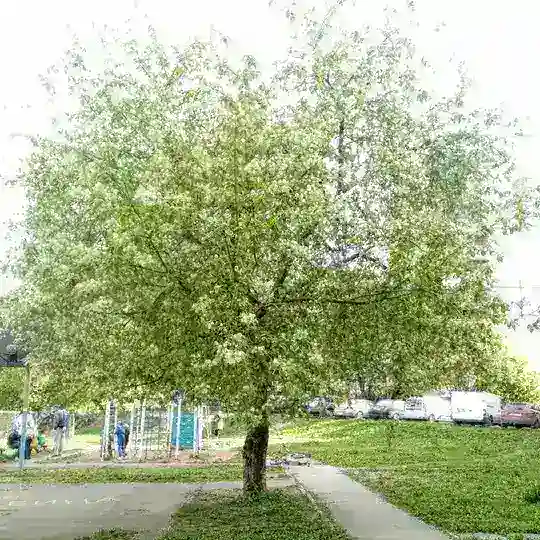 Садовый Пермь Чат
