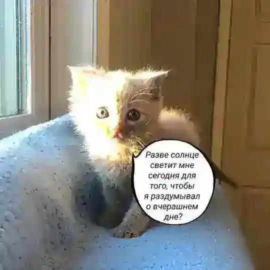 Влад Пронин чат 🧶