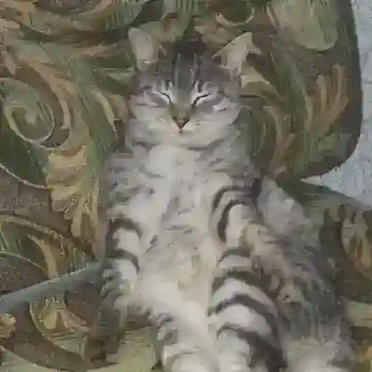 Любимый Чатикс