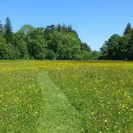The meadow (Furry survival RP SFW)