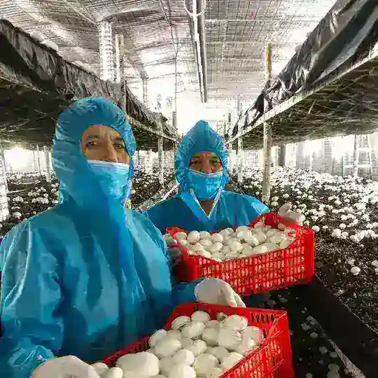 шампиньон кузикорин shampinion грибы qoziqorin кампост shampiniyon