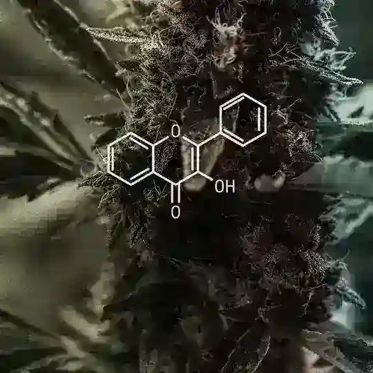 YourDrugsChat😈😏