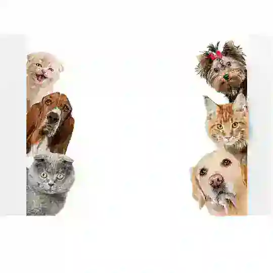 🐶🐈 Собачники Люблино