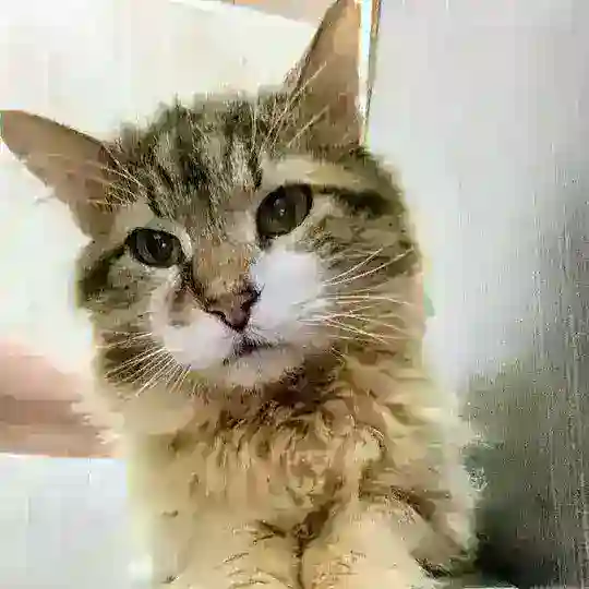 🐈⬛🐈 ЛЁЛИК И ПЕРЧИК ИЗ КВАРТИРЫ С 60 КОШКАМИ