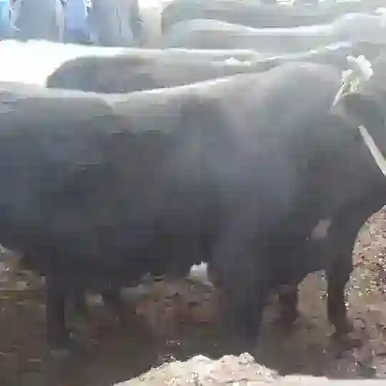 🍀✨🥋SEvaRa OpaNg qAttA🥋✨🍀