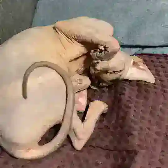 Сфинксовыйпопугай и КО