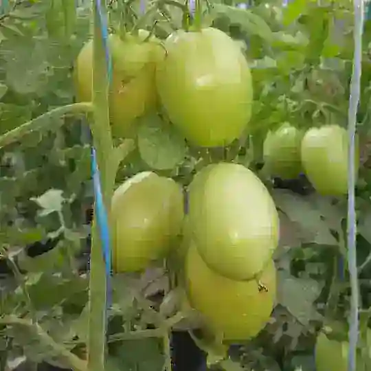 🚜 المهندسين الزراعيين السودانيين 🚜