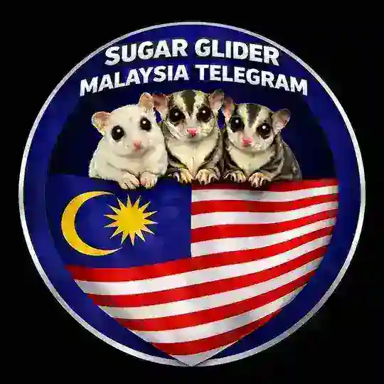 Sugar glider Malaysia Telegram