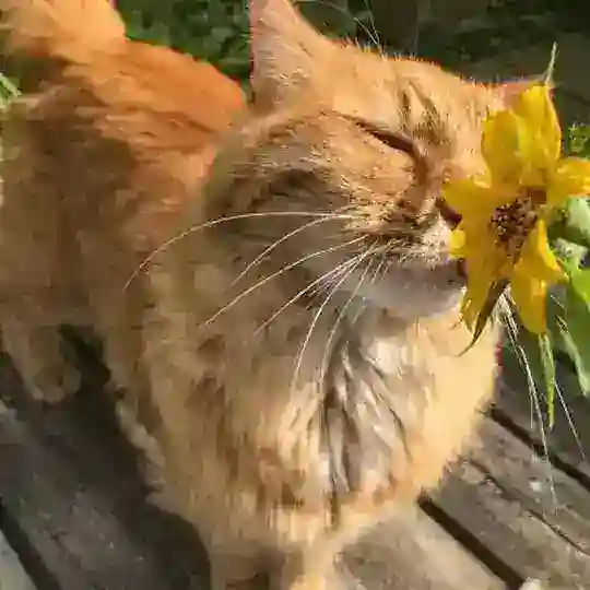 Чатик спілкування соняхів💋🌻