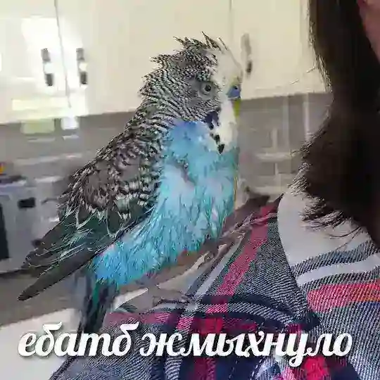 ТорохтелОчка😌