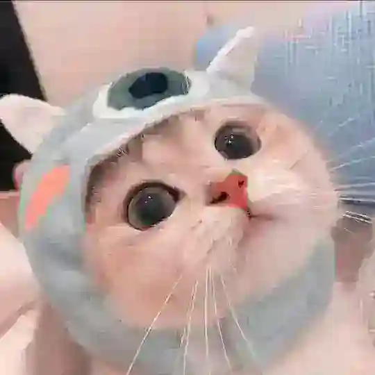 AE MT QUANG VŨ