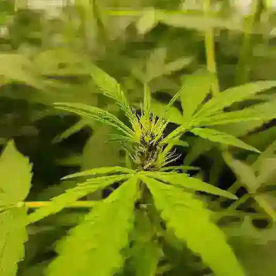 Thai growers - гроверы Таиланда