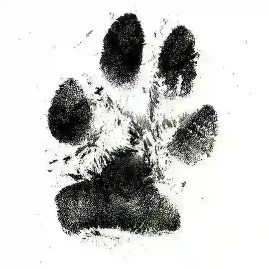 The Doggy Door