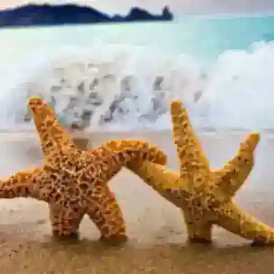 Пошук попутника 🌴