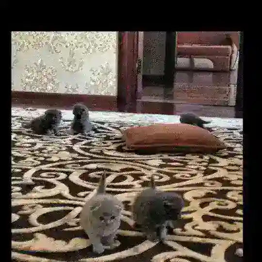 ππ¨π°π€ππ§π¨π¨π¦
πΊπΏ