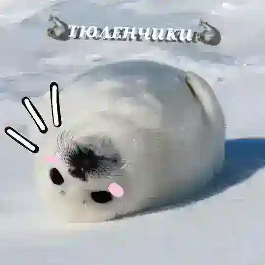 🦭ᴛюᴧᴇнчиᴋи🦭