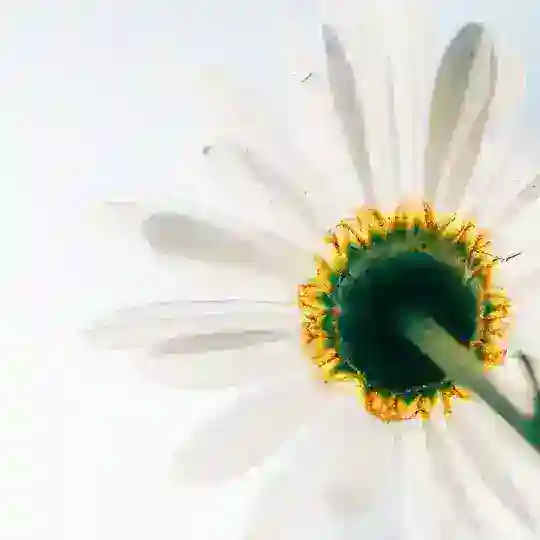 PARIBU