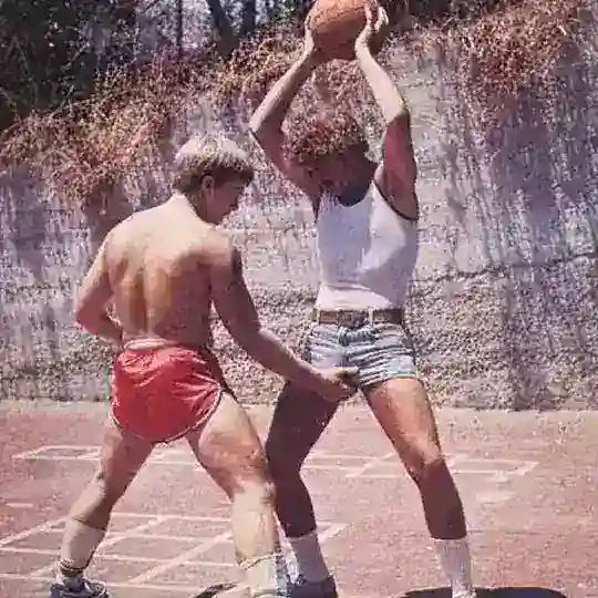 Средиземноморские сосны