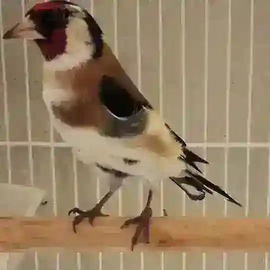 Сава кокил қушлар🦅🦅🦅🦅🦅🇺🇿🇺🇿🇺🇿