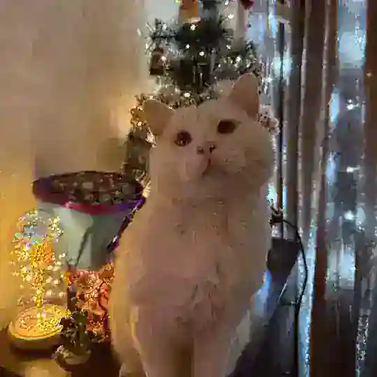Зверьё моё