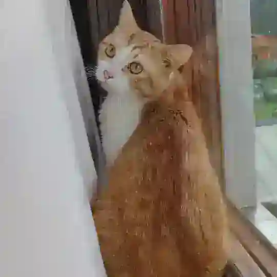 Котики Теплого стана