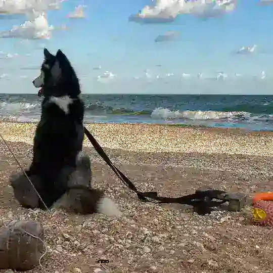 HuskyHOME