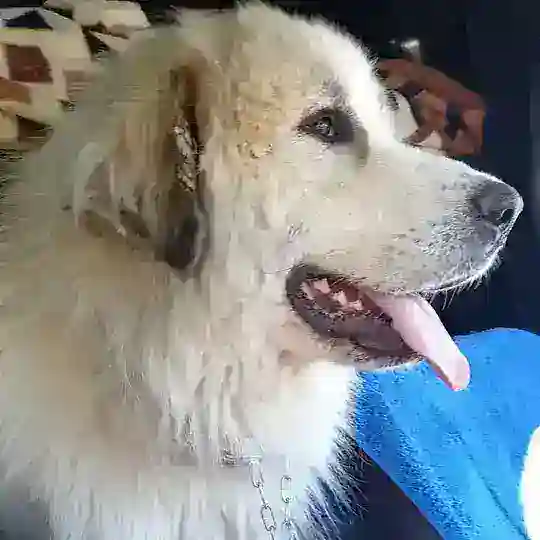 Поиск Жером Видное