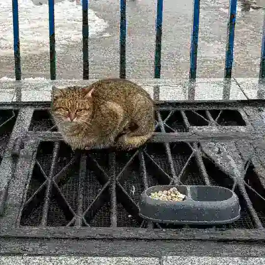 Кошка Мэри с Киевской 🐱