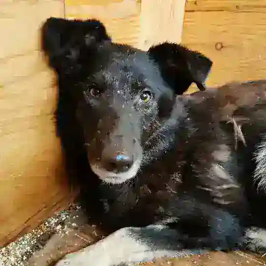 ПОМОЖЕМ ЧЕРНИКЕ И ЕЁ ДРУЗЬЯМ ИЗ КОЖУХОВСКОГО ПРИЮТА🙏🏻