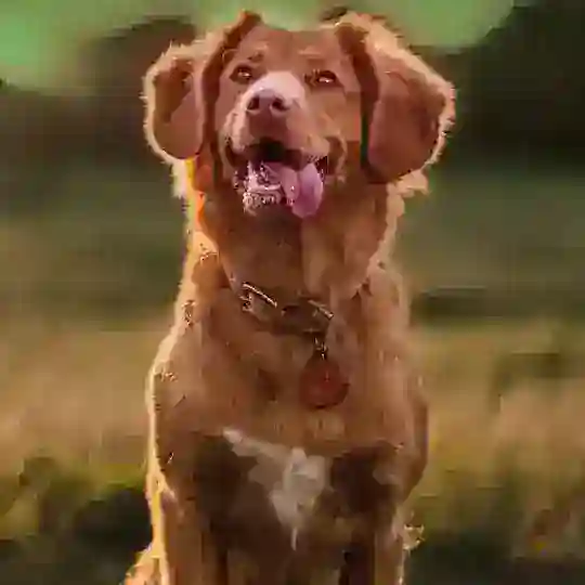 ЮАО_Dogs