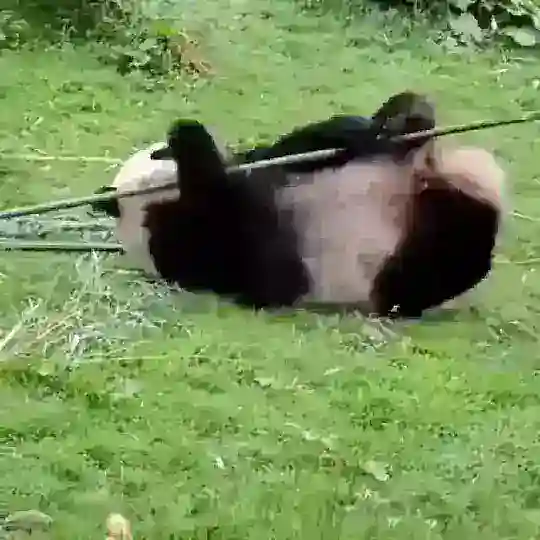 π±πππ πππ π²πππππ 1