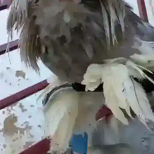 АНДИЖОН . НОЁБ ПАРАНДА ТУРЛАРИ