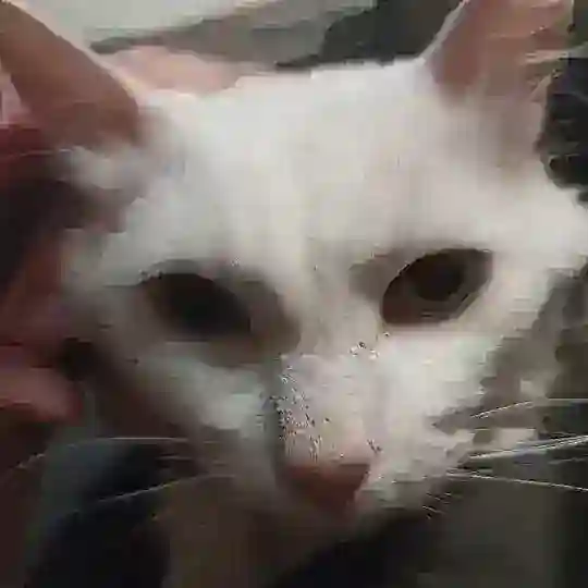 Ищем кота Фаразона ❗️❗️ЧИТАЕМ ЗАКРЕПЫ