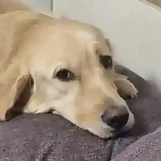 개판