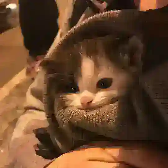 Чатик✨