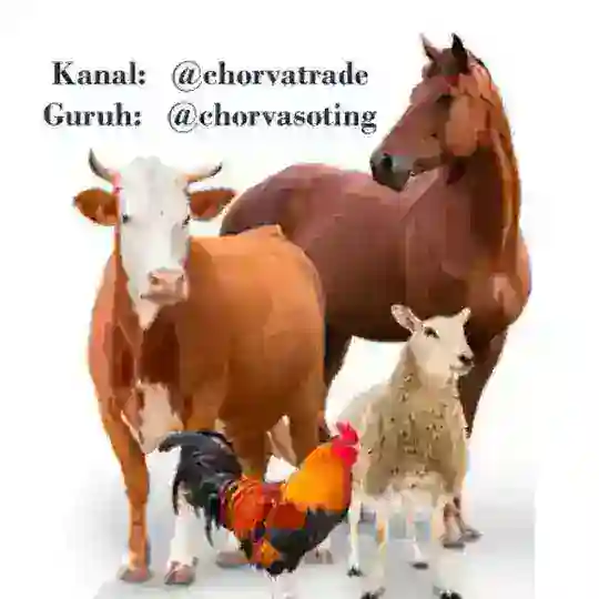 Chorva Trade Uzbekistan 🛂 Telegram Group Avatar