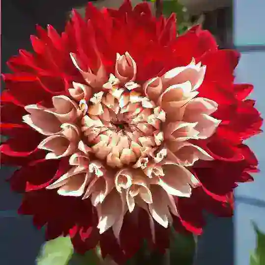 Çiçek Bakımı ve Süs Bitkileri