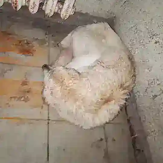 Собака из Серпухова