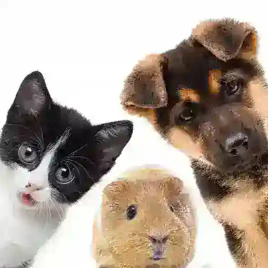 Дорогомилово кошки и собаки❤️