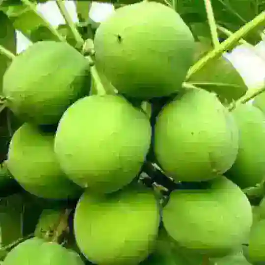 Dunia hari ini