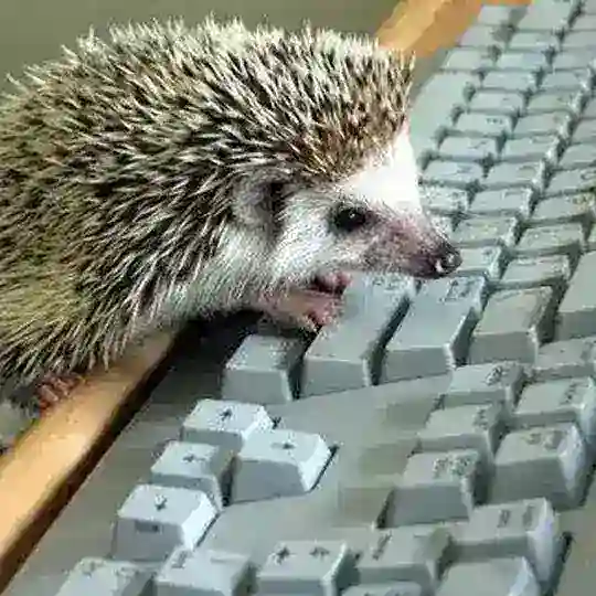 ЁЖИК PR🦔