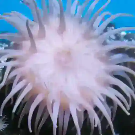 Тум тум тум сахур