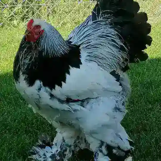 TOVUQ BOZOR