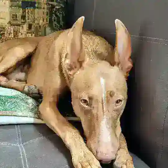 Собачники Гольяново