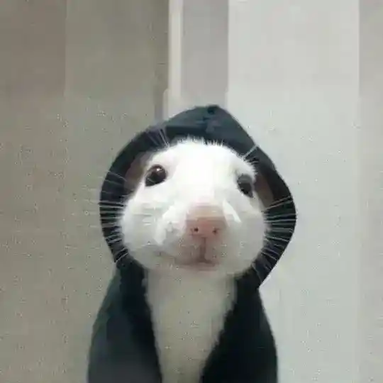hoodrat