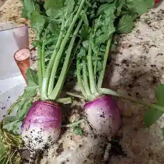 IAF - Gardening 🥕