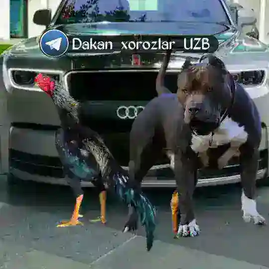 Itlar va Xõrozlar🐕🐓