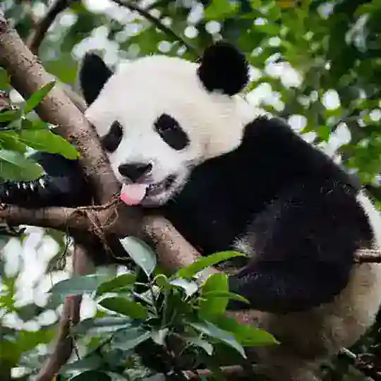 Гайдзины, у нас отмена