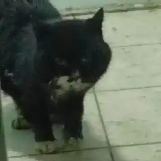 Кот Валентин_Богородское